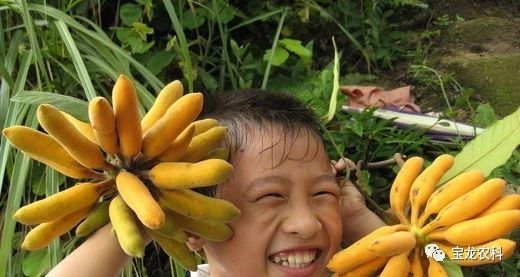 皇妃蕉种子批发 皇妃蕉种子批发